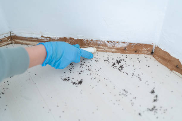 Best Termite Inspection and Treatment  in Roselle Park, NJ